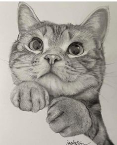 a pencil drawing of a cat with its paw on the edge of it's face