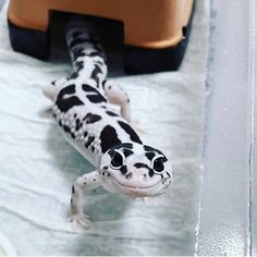 a black and white spotted gecko laying on top of a table next to a piece of luggage