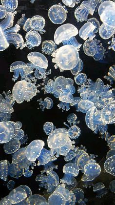 many jellyfish are floating in the water and looking like they're eating something