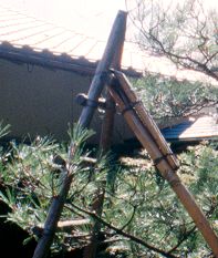 an old ladder leaning up against a tree