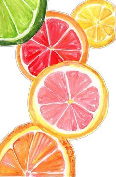 watercolor drawing of slices of citrus fruit