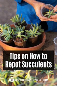 a person holding a potted plant with the words tips on how to reppot succulents