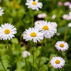 white daisies with yellow centers in a garden