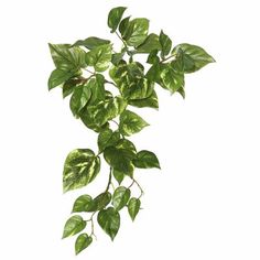 a green plant with lots of leaves hanging from it's stems on a white background