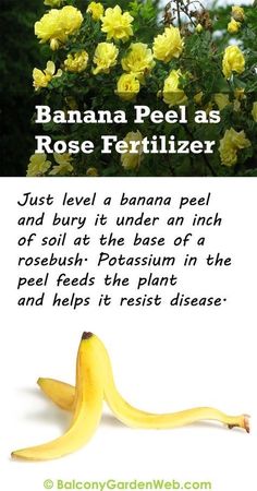 banana peel as rose fertilizer with yellow flowers in the background and text