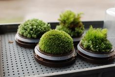 four potted plants sitting on top of a metal tray