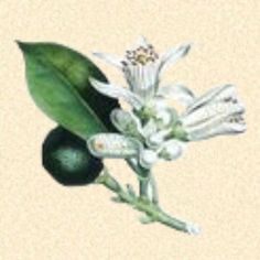 an image of white flowers and green leaves on a beige background with the word love written below it