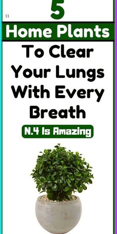 5 Plants to Clear Your Lungs With Every Breath Lower Respiratory Tract, Elderberry Shrub, Natural Decongestant, Lungs Health, Small Shrubs, Perennial Herbs, Seasonal Allergies, Peppermint Leaves, Sinus Infection