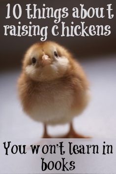 a chicken with the words 10 things about raising chickens you won't learn in books