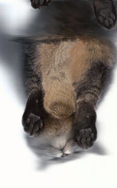 a cat laying down on its back with it's paws stretched out to the side