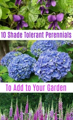 purple flowers and green leaves with the words 10 shade to plant perennials to add to your garden