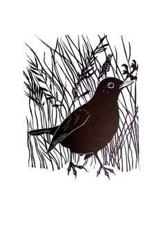 a black bird standing in the grass on a white background with some brown and green plants