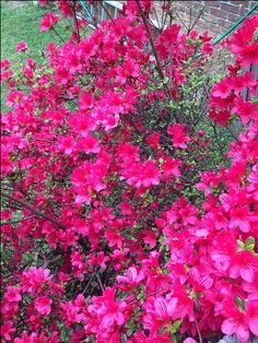 pink flowers are blooming next to a brick wall