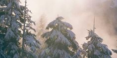 trees covered in snow and fog on a snowy day with sun shining through the clouds