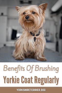 a small dog sitting on top of a table with the words benefits of brushing yorkie coat regularly