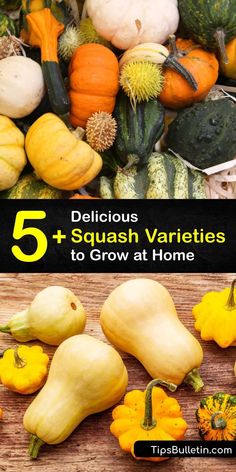 pumpkins and gourds with the title 5 delicious squash varieties to grow at home