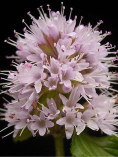 a close up of a flower on a plant