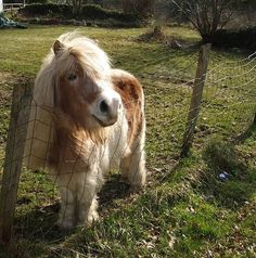 a brown and white pony standing next to a wire fence on top of a grass covered field