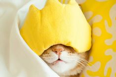 a cat is hiding under a pillow with a yellow crown on it's head