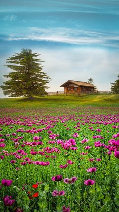 a field full of purple flowers with a house in the background and trees behind it