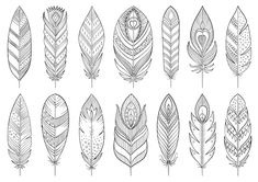 the different types of feathers drawn by hand