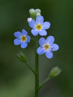 small blue flowers with green stems in the foreground