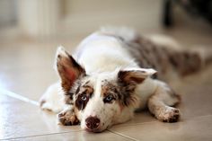 a brown and white dog laying on the floor