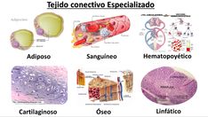 an image of different types of cells in the body and their functions to describe them