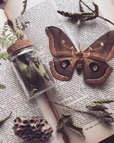 a moth sitting on top of an open book next to some leaves and pine cones