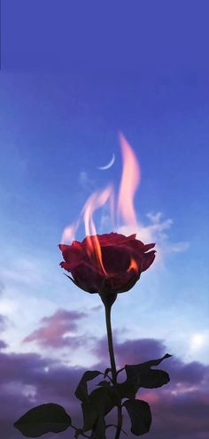 a red rose on fire with the sky in the background