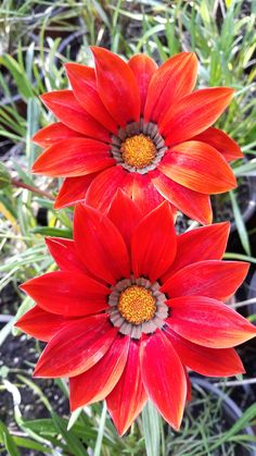 two bright red flowers with yellow center surrounded by green grass and plants in the background