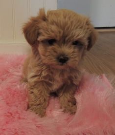 a small brown dog sitting on top of a pink rug