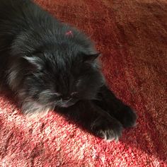 a black cat laying on top of a red carpet