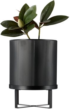 a plant in a black vase with leaves on it