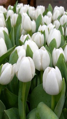 many white tulips with green leaves in the foreground