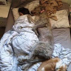 two dogs are sleeping on a bed next to a person with a blanket and pillows