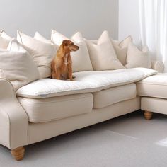 a brown dog sitting on top of a white couch