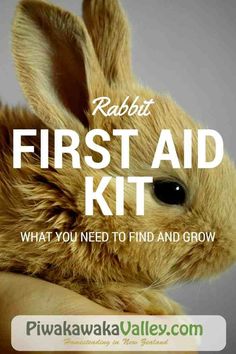 the rabbit is sitting in someone's hand that says, rabbits first aid kit what you need to find and grow