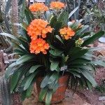 an orange plant with green leaves in a pot on the ground next to other plants