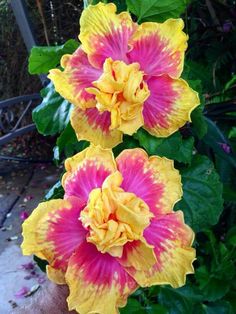 two yellow and pink flowers with green leaves