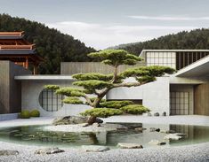 a bonsai tree sits in the middle of a pond surrounded by rocks and gravel