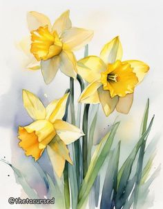 watercolor painting of three yellow daffodils