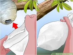 a person holding a plastic bag in front of a tree and another image of a bird on a branch