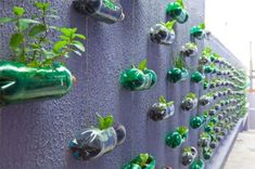 green plants growing in bottles attached to a wall