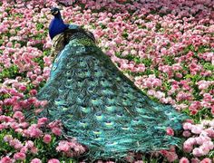 a peacock standing in the middle of a field of flowers with its feathers spread out