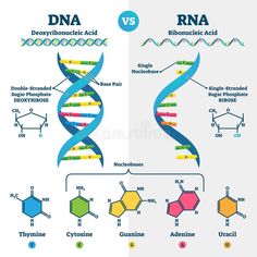 the structure and function of an animal's double - stranded protein, as well as a diagram of how it works