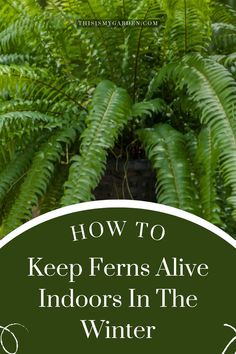 A thriving fern that can be overwintered indoors so that it can grow again next year. From thisismygarden.com. Fern Pot Ideas, How To Keep A Fern Alive During Winter, How To Keep Ferns Over Winter, How To Save Ferns Through The Winter, Indoor Ferns Houseplant Plant Care, How To Winterize Boston Ferns, How To Winter Over Boston Ferns, Caring For Ferns Indoors, How To Over Winter Ferns