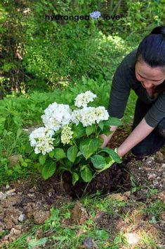 a woman kneeling down next to a bush with white flowers in it and plants growing out of the ground