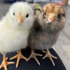 two small chickens standing next to each other on top of a black mat with one chicken looking at the camera