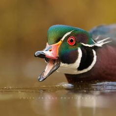 a close up of a duck with its mouth open